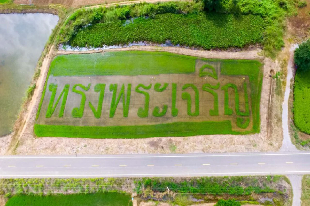 เปิดใจเกษตรกรเจ้าของแปลงนา"ทรงพระเจริญ"