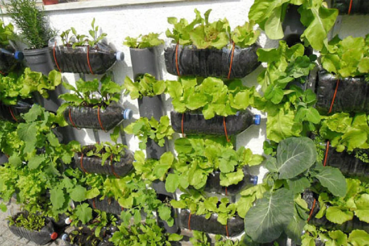 เกษตร 4G ชีวิตที่เลือกของเจ้าชายผัก