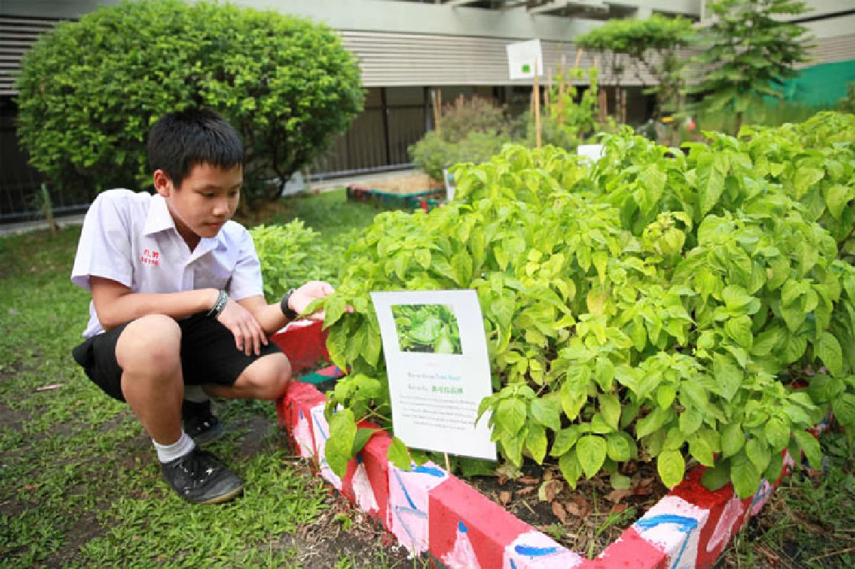 ‘สวนผักดาดฟ้ากลางกรุง’ เพิ่มพื้นที่สีเขียวให้โลก
