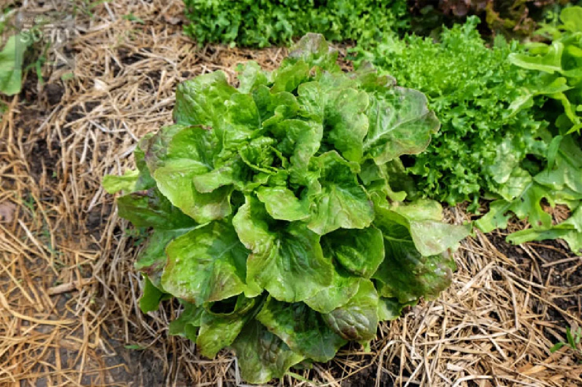 เกษตร 4G ชีวิตที่เลือกของเจ้าชายผัก