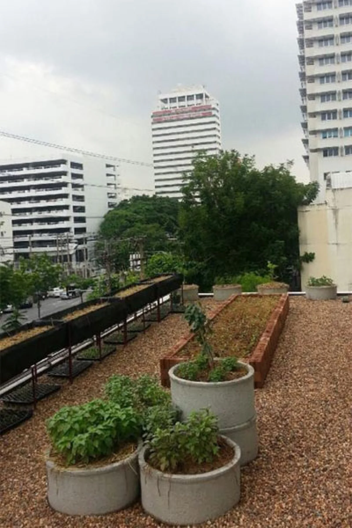 ‘สวนผักดาดฟ้ากลางกรุง’ เพิ่มพื้นที่สีเขียวให้โลก