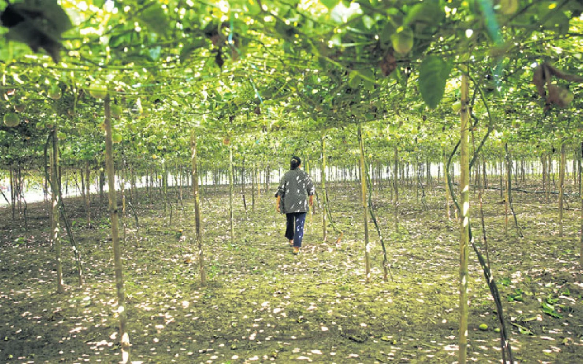 ไตรแลนด์