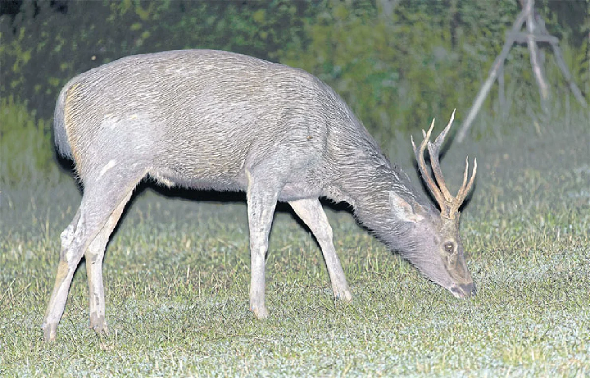 ส่องสัตว์เขาใหญ่