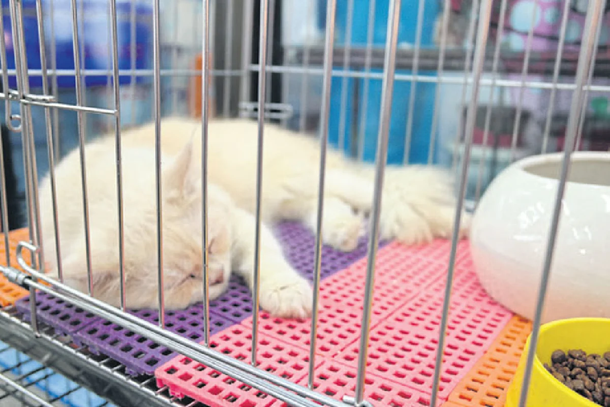 ตลาดนัดธนบุรี แหล่งช็อปใหญ่ของคนรักสัตว์