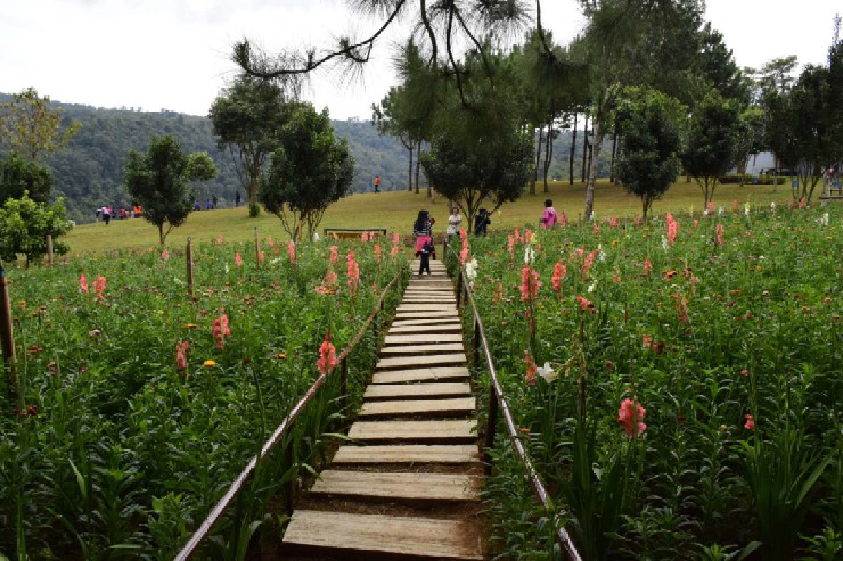 ชมดอกกระดาษบานสวยที่ภูหินร่องกล้า ชมดอกกระดาษบานสวยที่ภูหินร่องกล้า