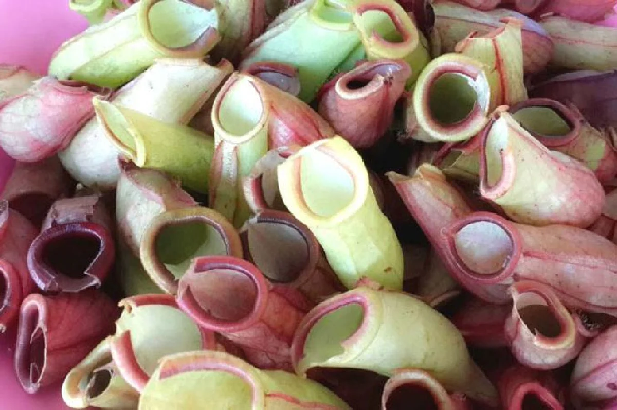 ข้าวเหนียวหม้อแกงลิง ขนมไทยพื้นบ้านหายาก