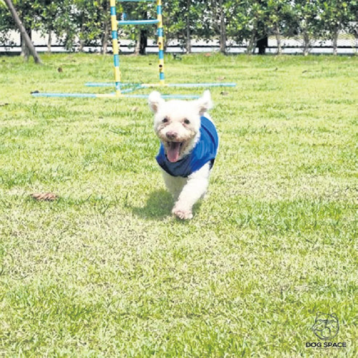 Dog Space คอมมูนิตี้ครบวงจรของคนรักสุนัข