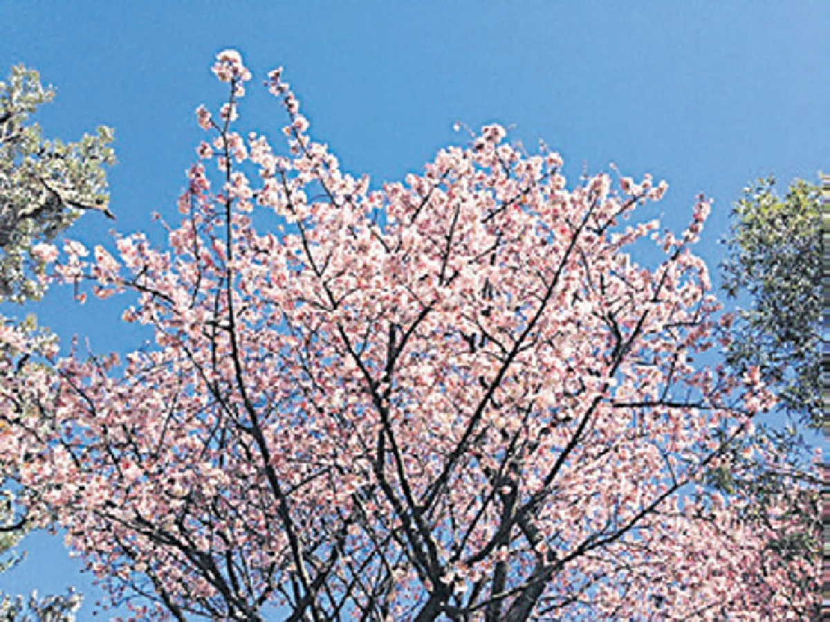 Shizuoka 5