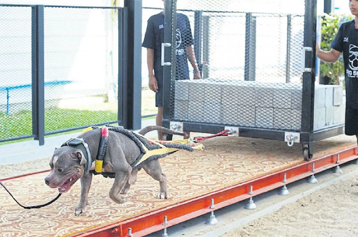 Dog Space คอมมูนิตี้ครบวงจรของคนรักสุนัข
