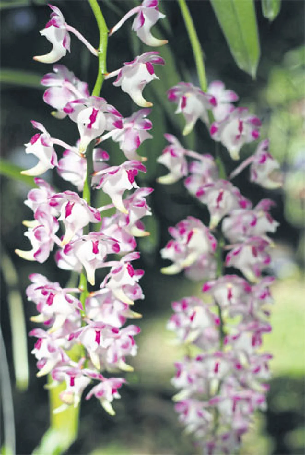 เติมสีสันให้สวนกล้วยไม้