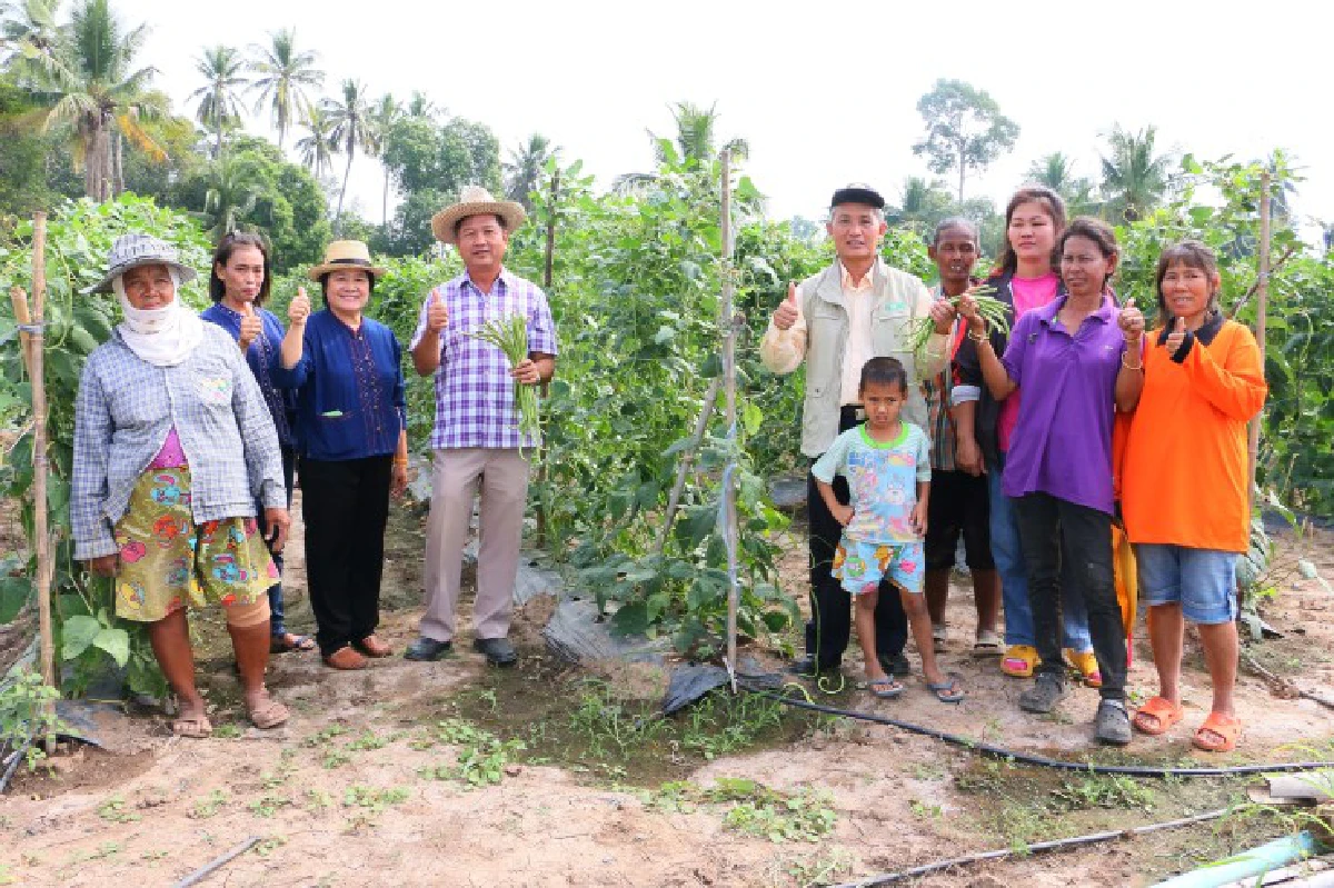 พลิกผืนนาแล้ง ปลูกผักโกยเงินแสน