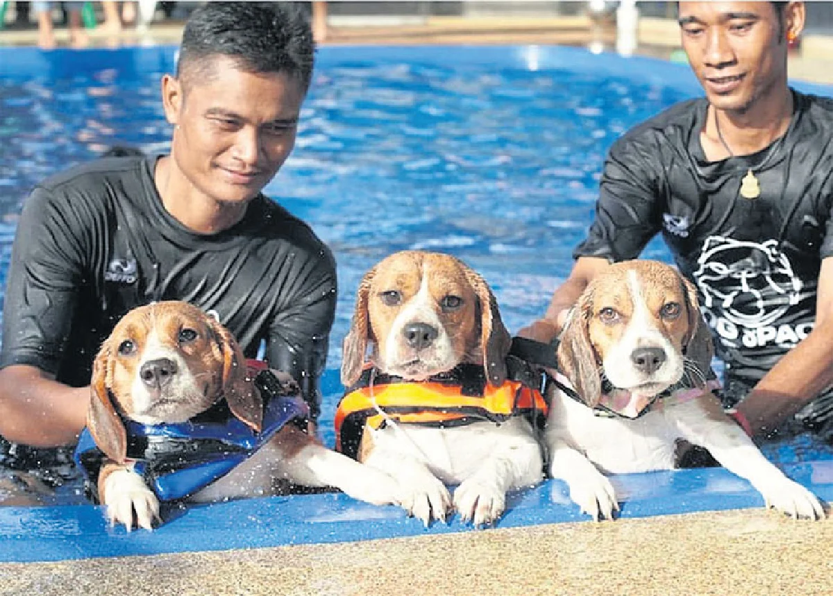 Dog Space คอมมูนิตี้ครบวงจรของคนรักสุนัข