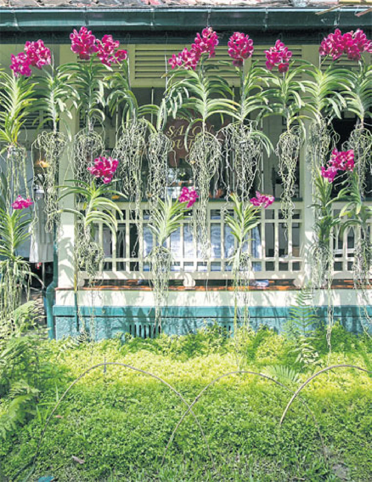 เติมสีสันให้สวนกล้วยไม้