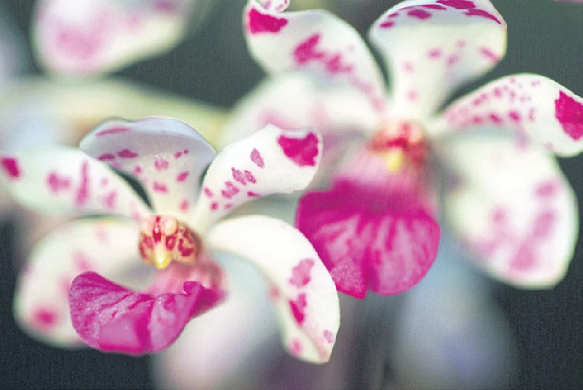 เติมสีสันให้สวนกล้วยไม้