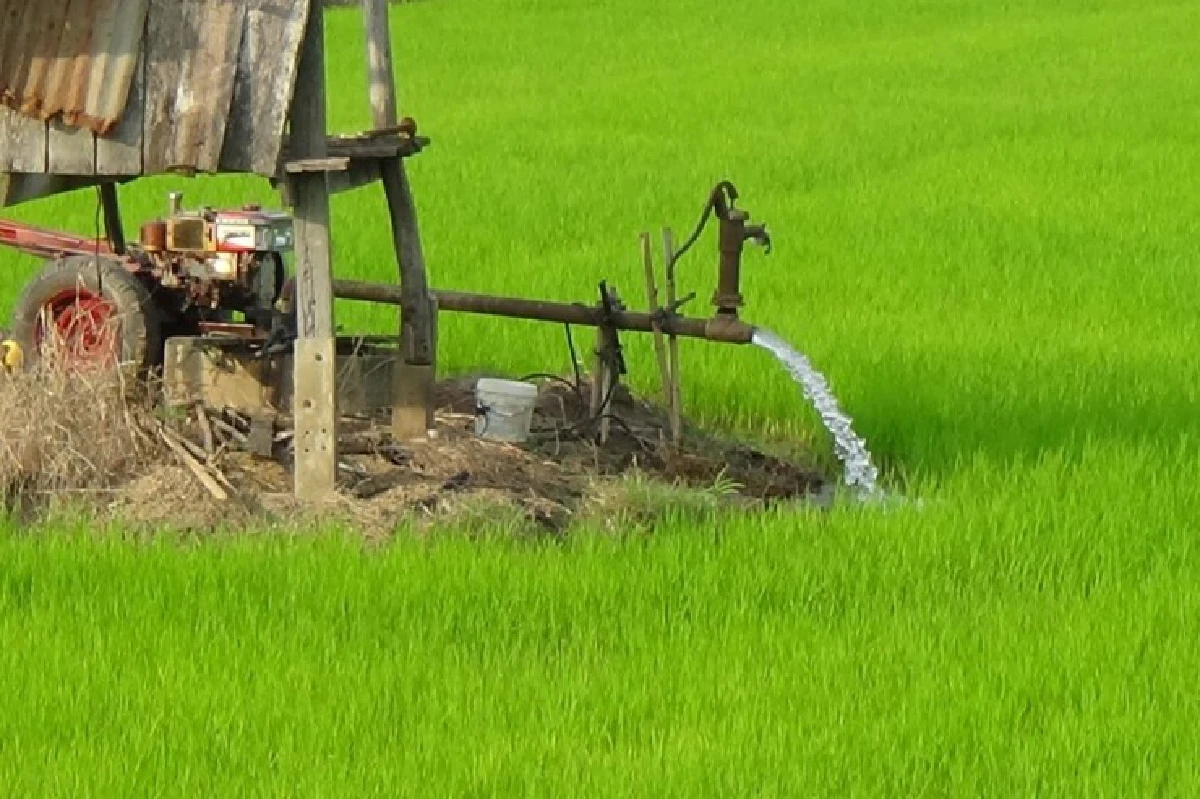 พลิกผืนนาแล้ง ปลูกผักโกยเงินแสน