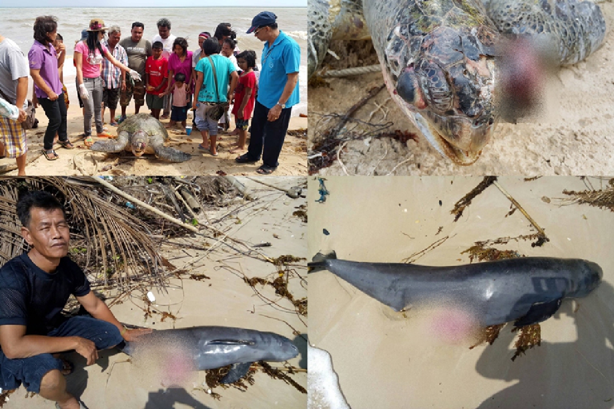 พบโลมาเกยหาดชุมพร-เต่าตนุถูกตีเบ้าตาแตก พบโลมาเกยหาดชุมพร-เต่าตนุถูกตีเบ้าตาแตก