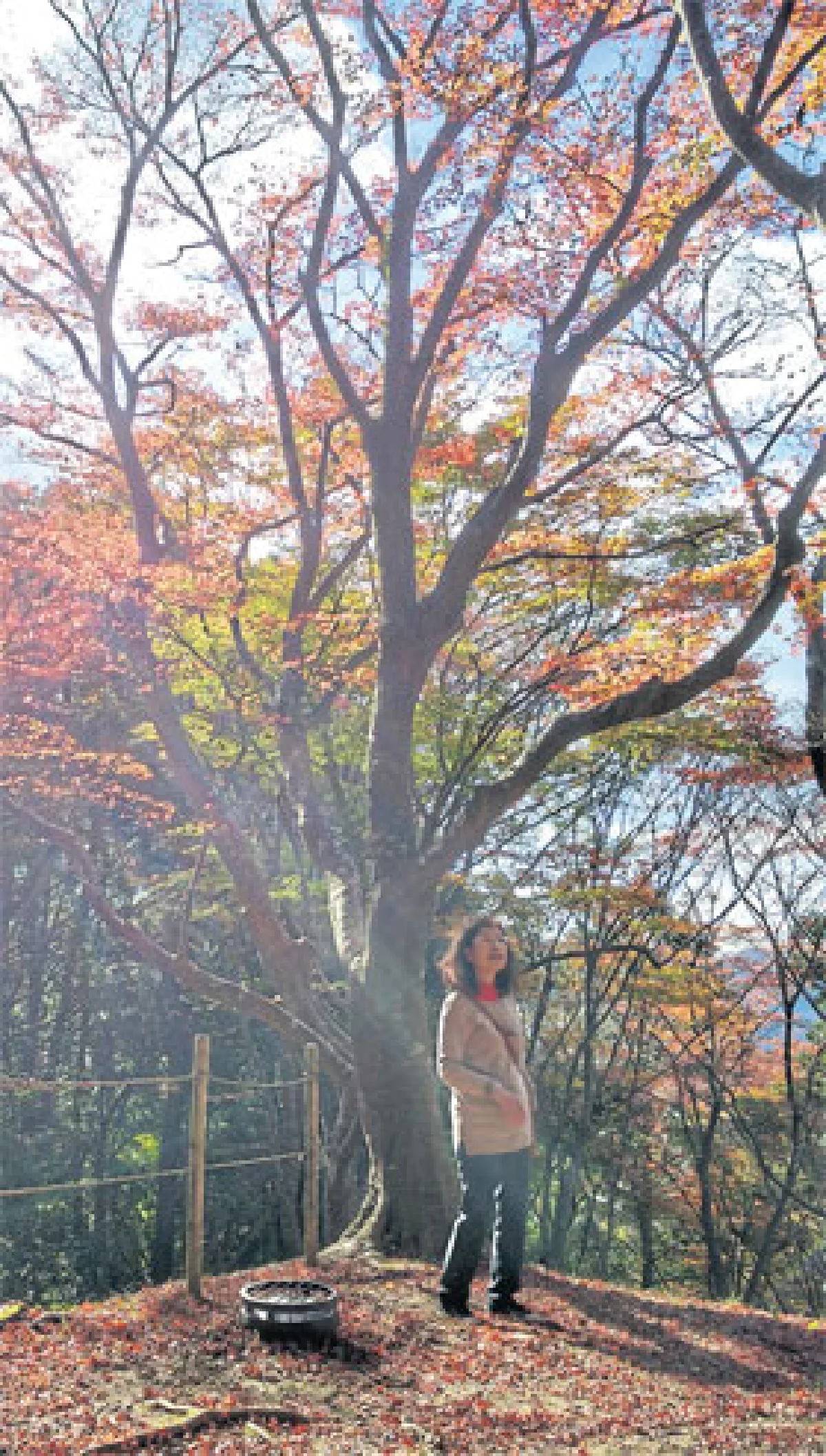 เที่ยวเอง แบบครบรส ชมใบไม้เปลี่ยนสีที่ โครังเค