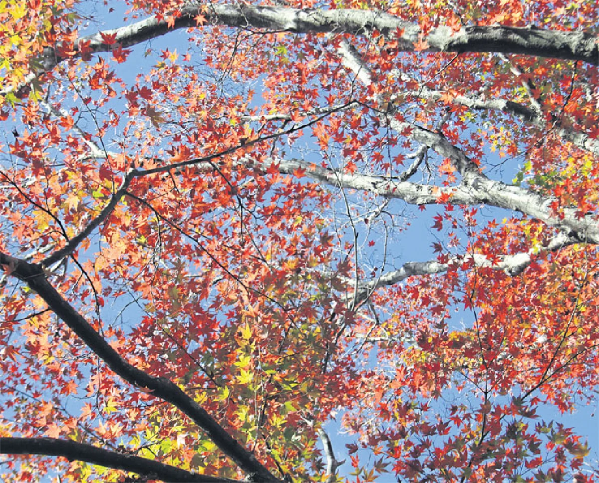 เที่ยวเอง แบบครบรส ชมใบไม้เปลี่ยนสีที่ โครังเค