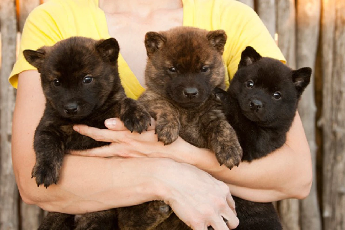 15ภาพน่ารัก!ชวนฉงนว่าตกลงนี่"หมา"หรือ"หมี"?