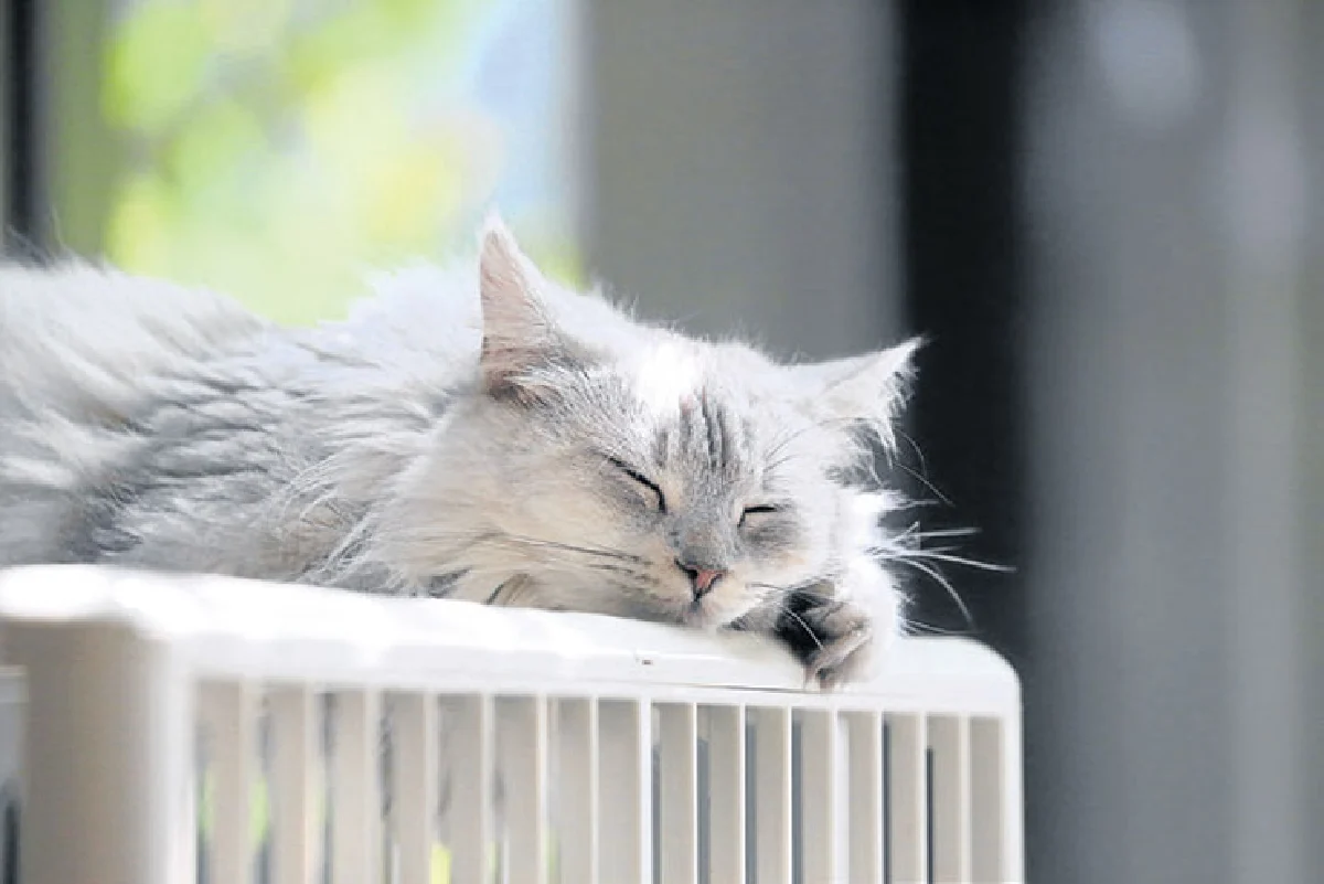 แมวฟิน ฟินแมว เพอร์ แคท คาเฟ่ คลับ