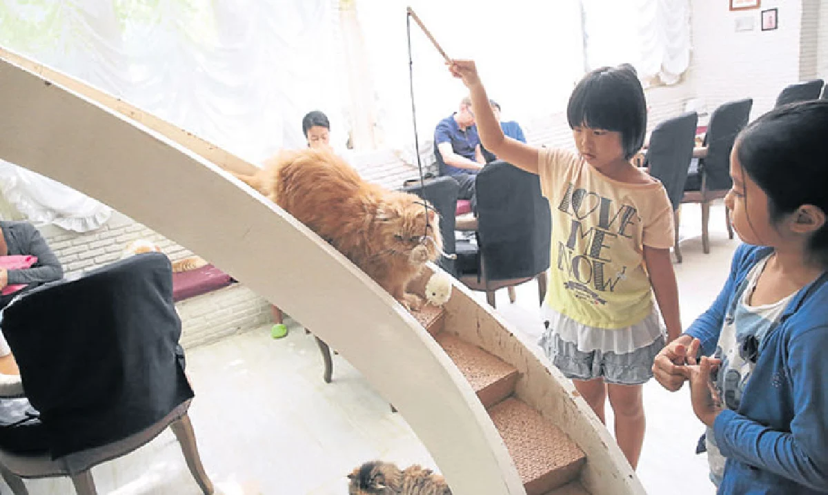 แมวฟิน ฟินแมว เพอร์ แคท คาเฟ่ คลับ