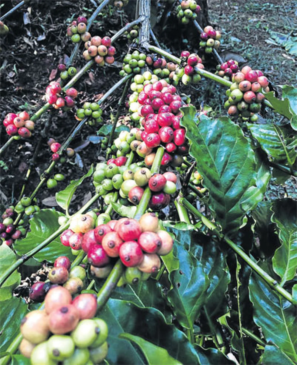 ดอกกาแฟ บานที่ชุมพร