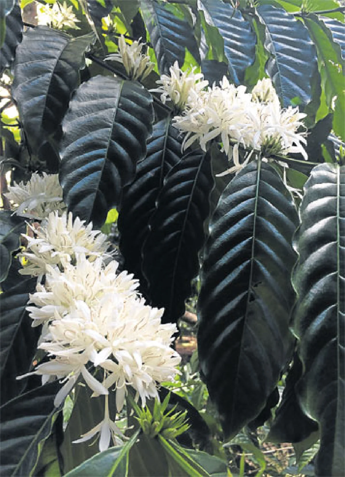 ดอกกาแฟ บานที่ชุมพร