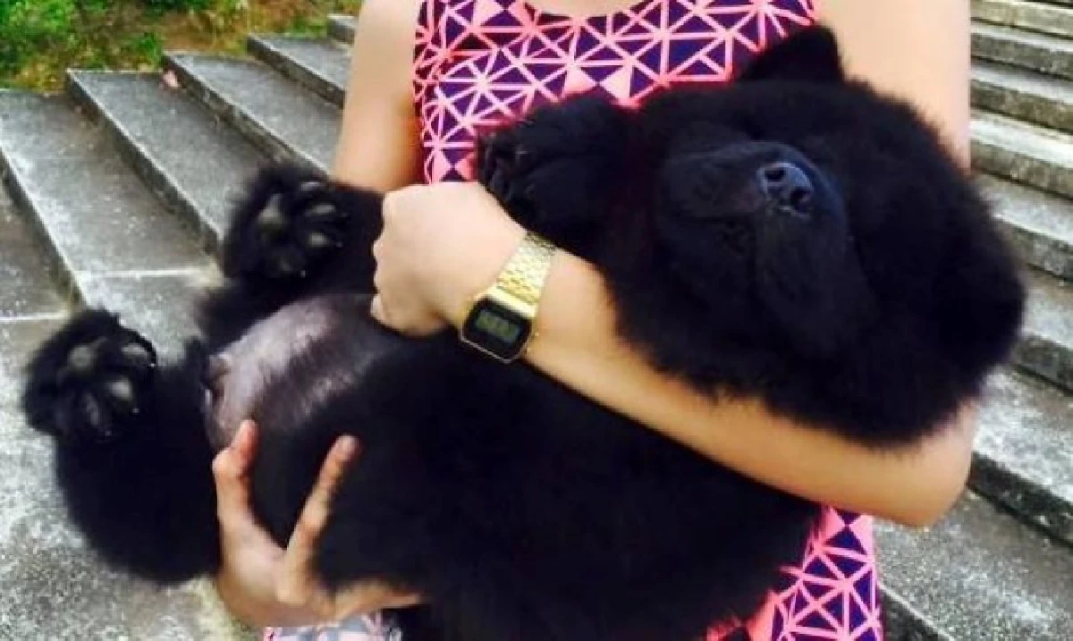 15ภาพน่ารัก!ชวนฉงนว่าตกลงนี่"หมา"หรือ"หมี"?