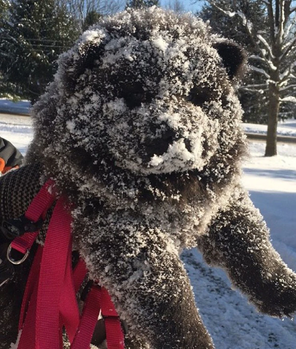 15ภาพน่ารัก!ชวนฉงนว่าตกลงนี่"หมา"หรือ"หมี"?