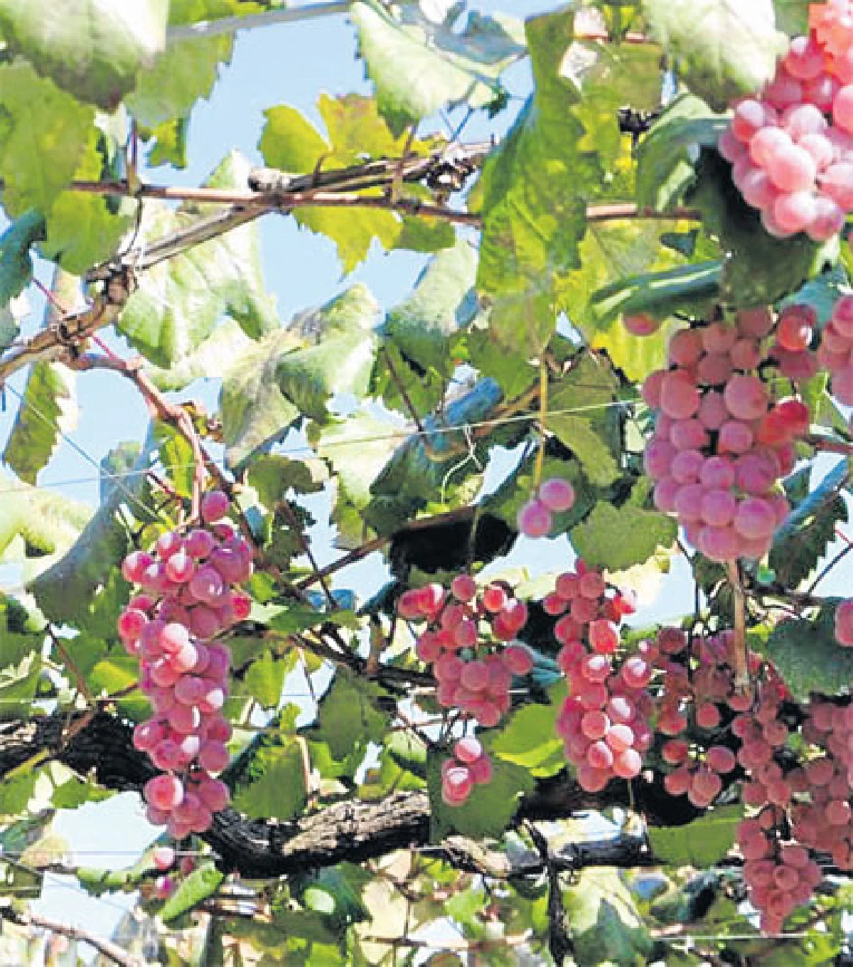 ยามานะชิ ที่ไม่ได้มีแค่ภูเขาไฟฟูจิ!