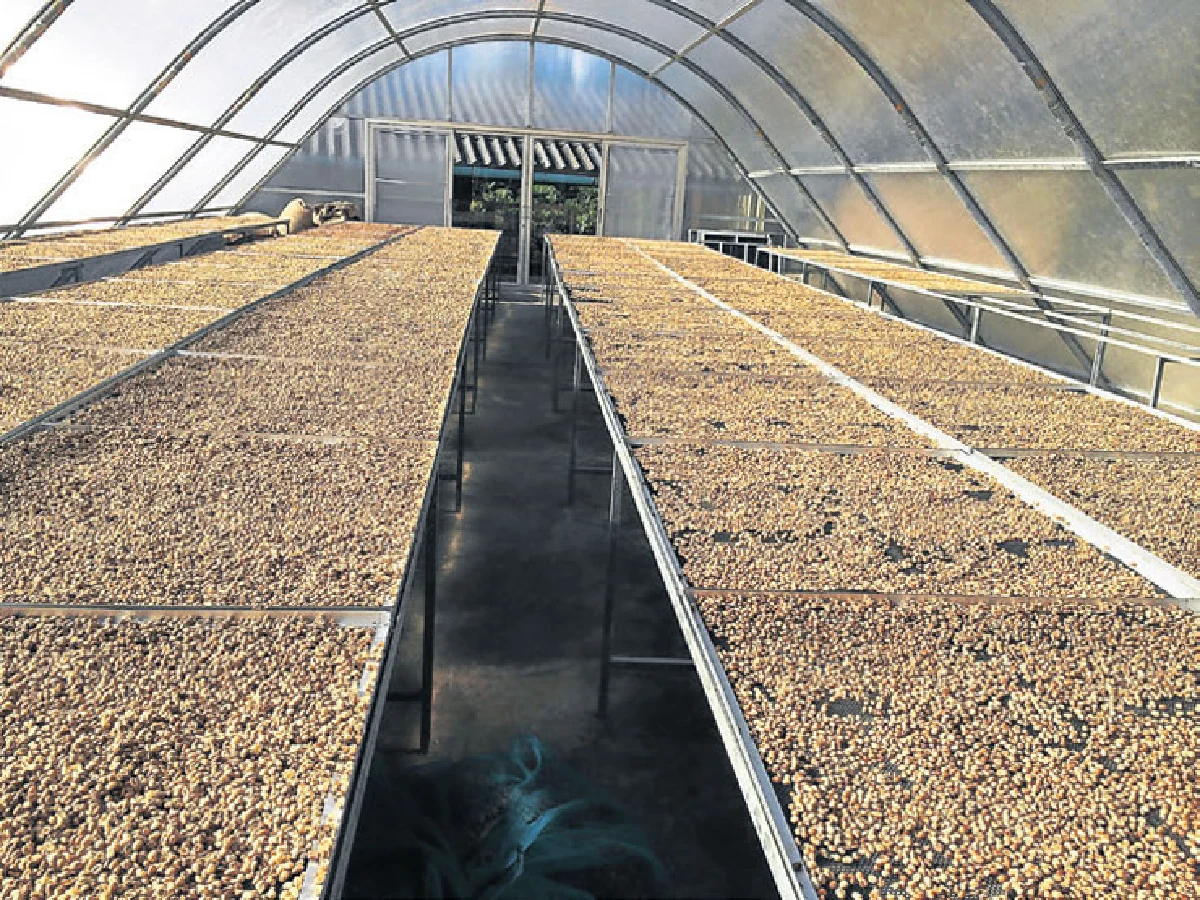 ดอกกาแฟ บานที่ชุมพร