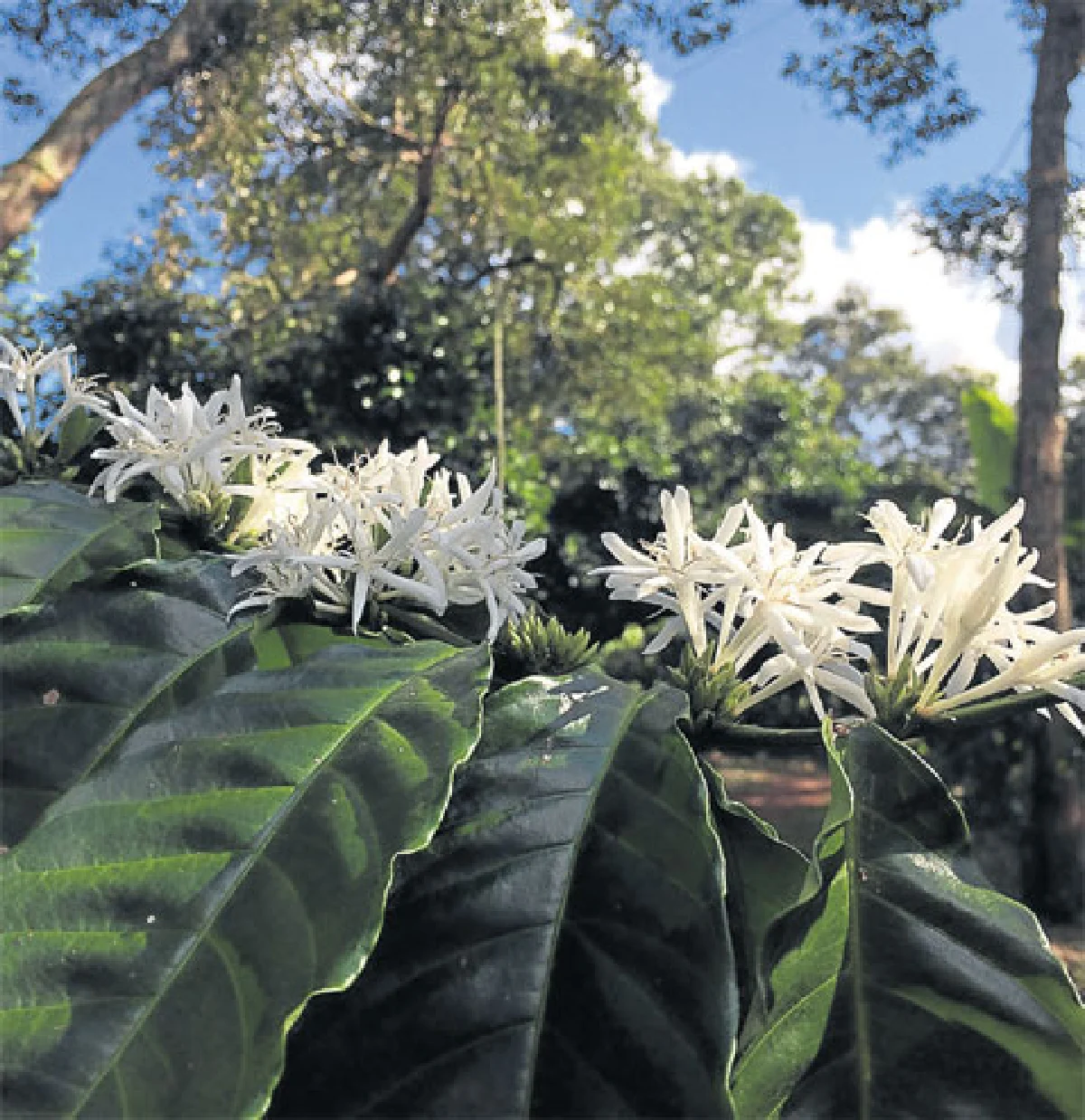 ดอกกาแฟ บานที่ชุมพร