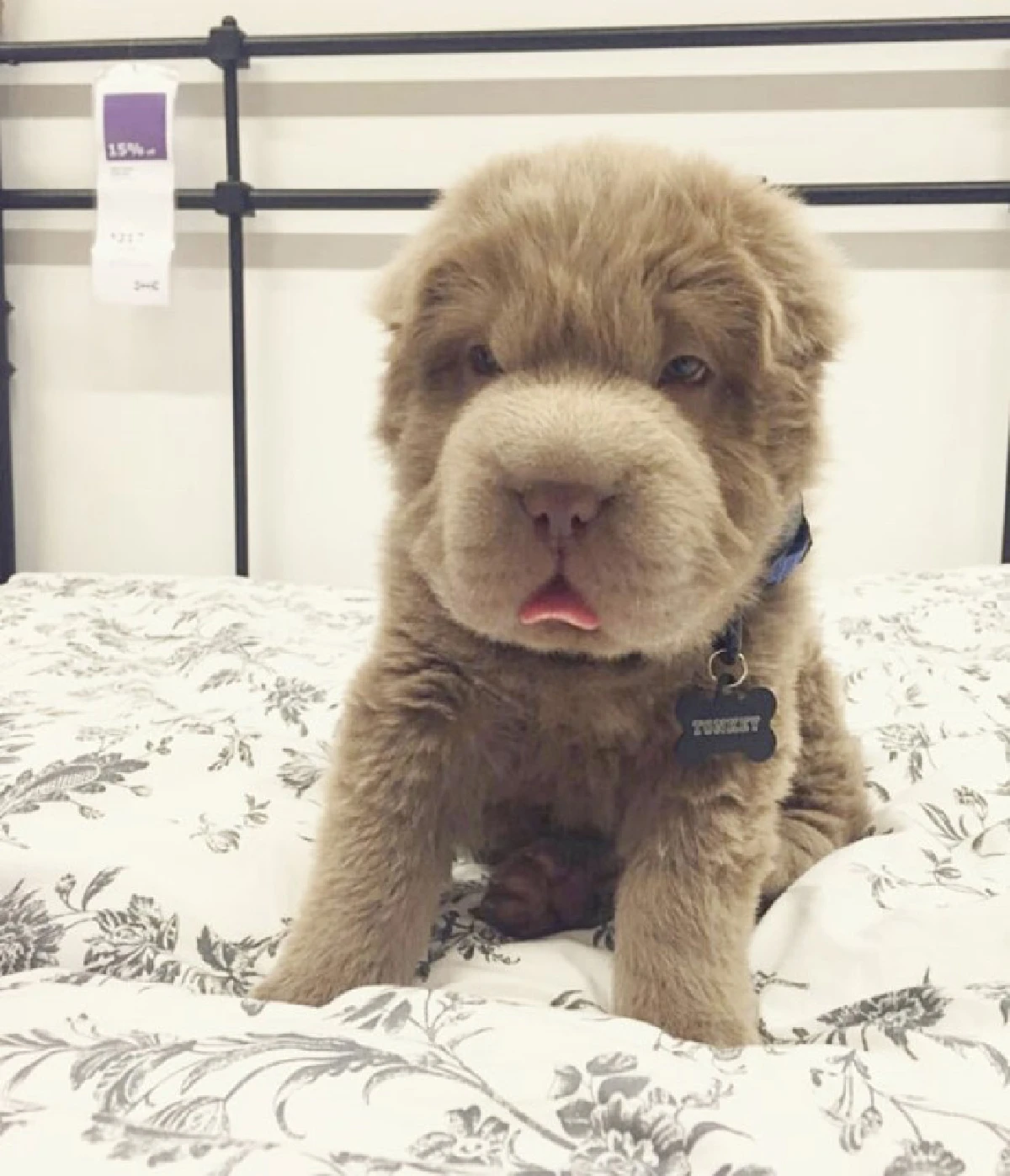 15ภาพน่ารัก!ชวนฉงนว่าตกลงนี่"หมา"หรือ"หมี"?