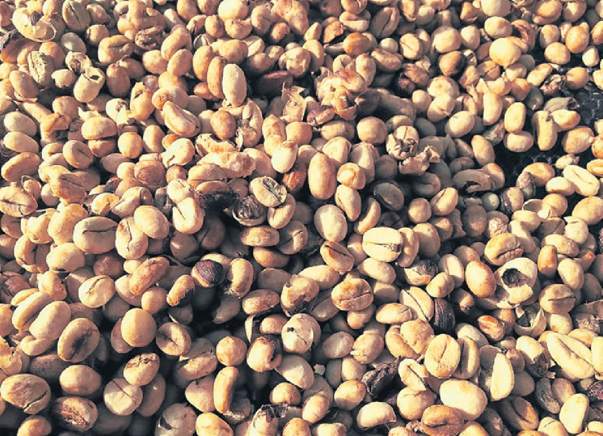 ดอกกาแฟ บานที่ชุมพร