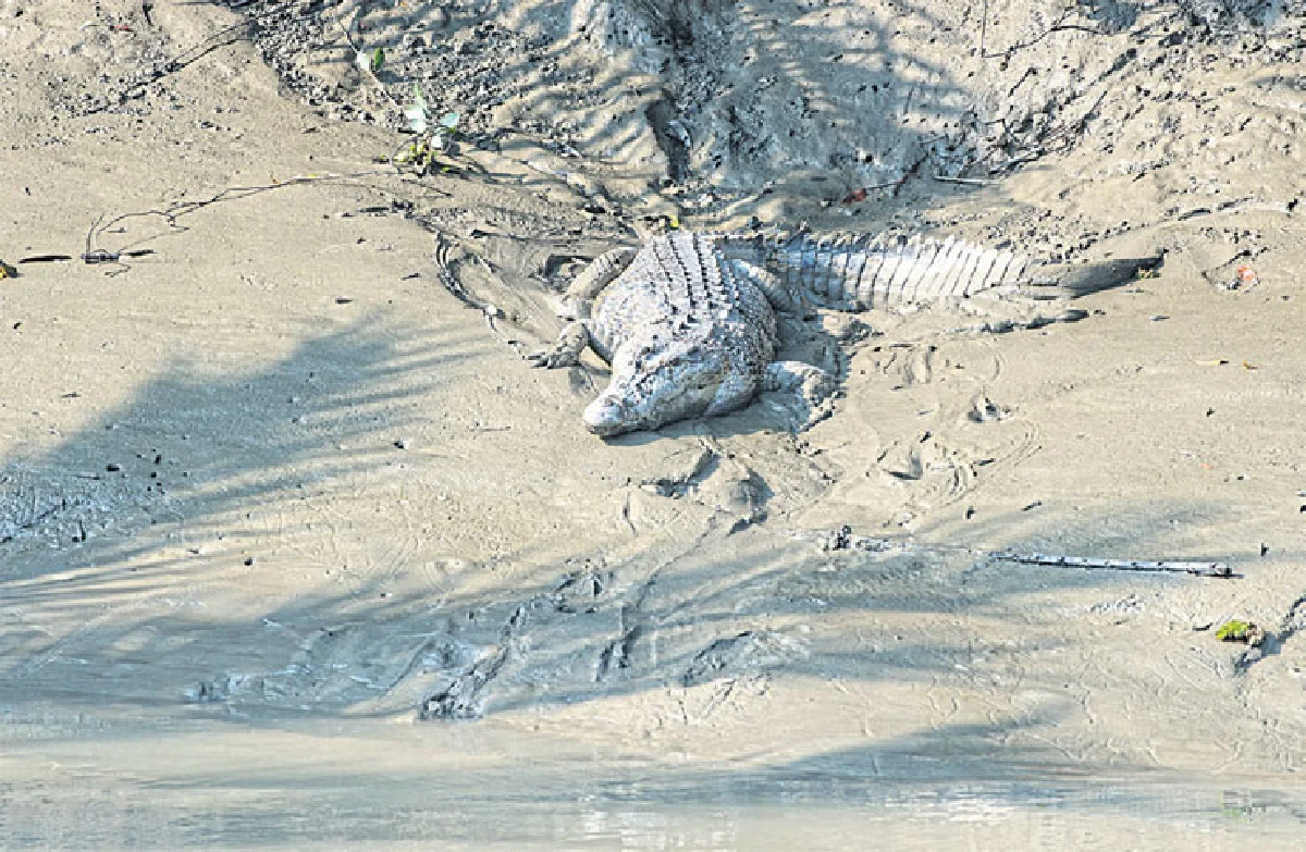 ล่องนาวาสู่ผืนป่าซันดาร์บานส์