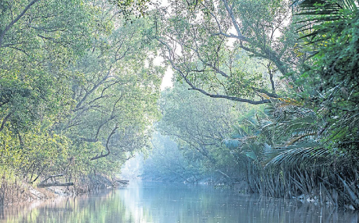 ล่องนาวาสู่ผืนป่าซันดาร์บานส์