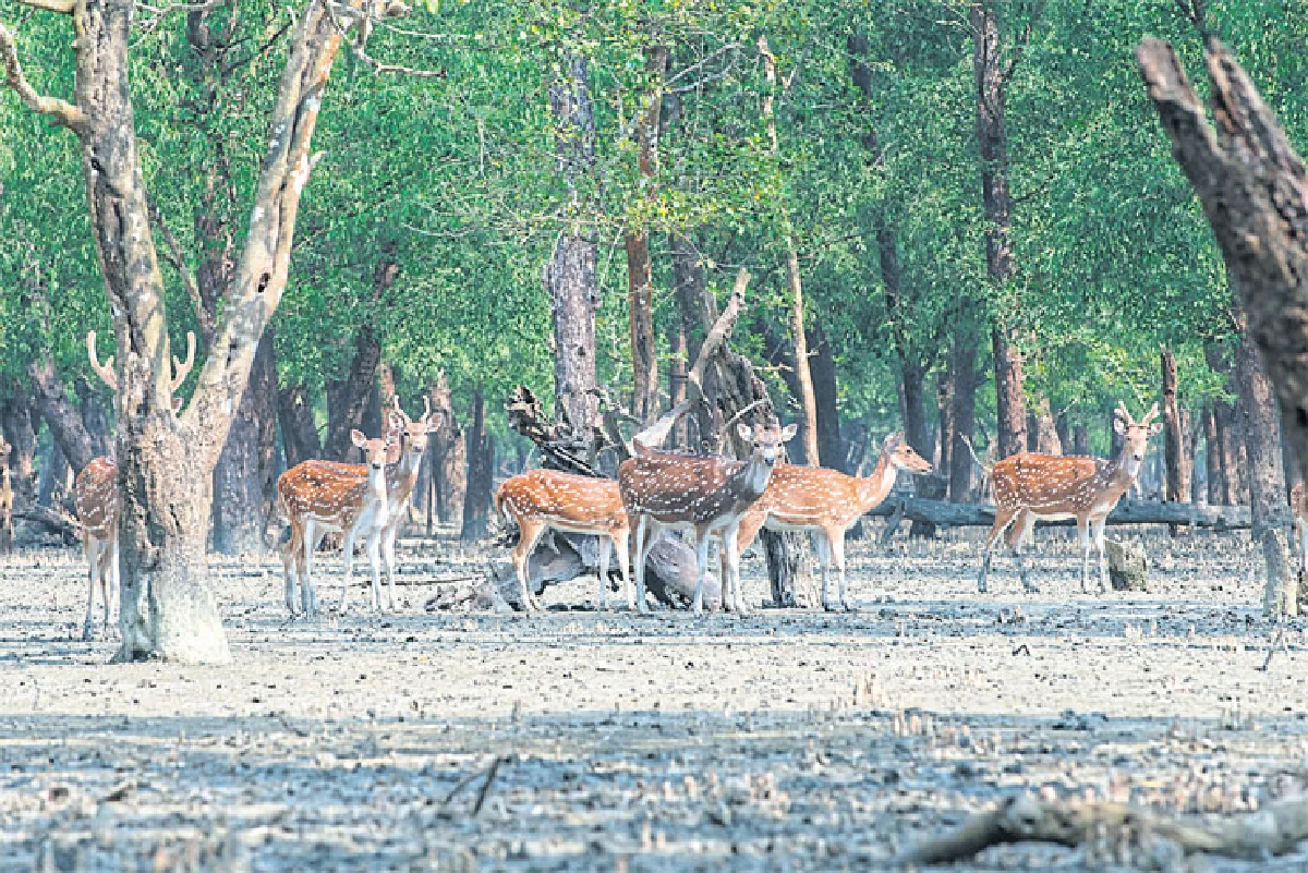ล่องนาวาสู่ผืนป่าซันดาร์บานส์