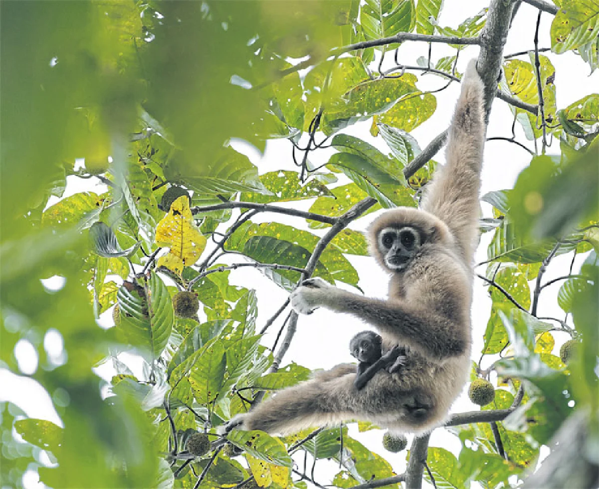 200-500 ซูมนี้ซิมาแรง