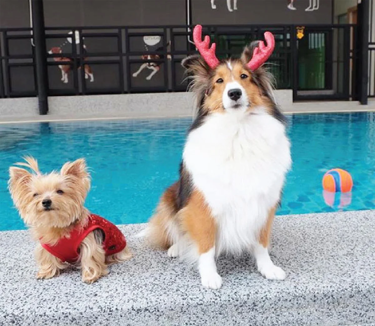Dogdays วันสุขสันต์ของเจ้าตูบ