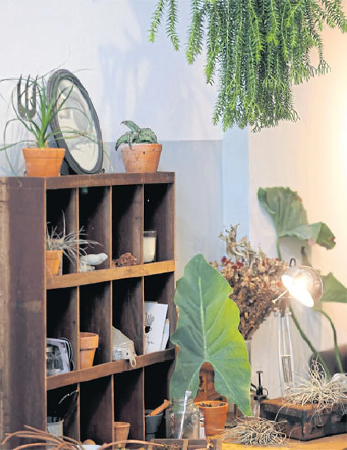 ต้นไม้ในบ้านสไตล์อังกฤษวินเทจ