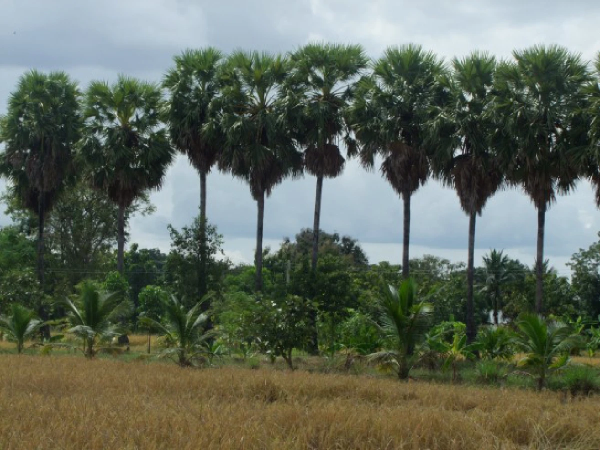 สามี-ภรรยาขอดูแลไร่ของ "ปอ" ต่อไปให้เป็นแหล่งเรียนรู้ด้านเกษตร