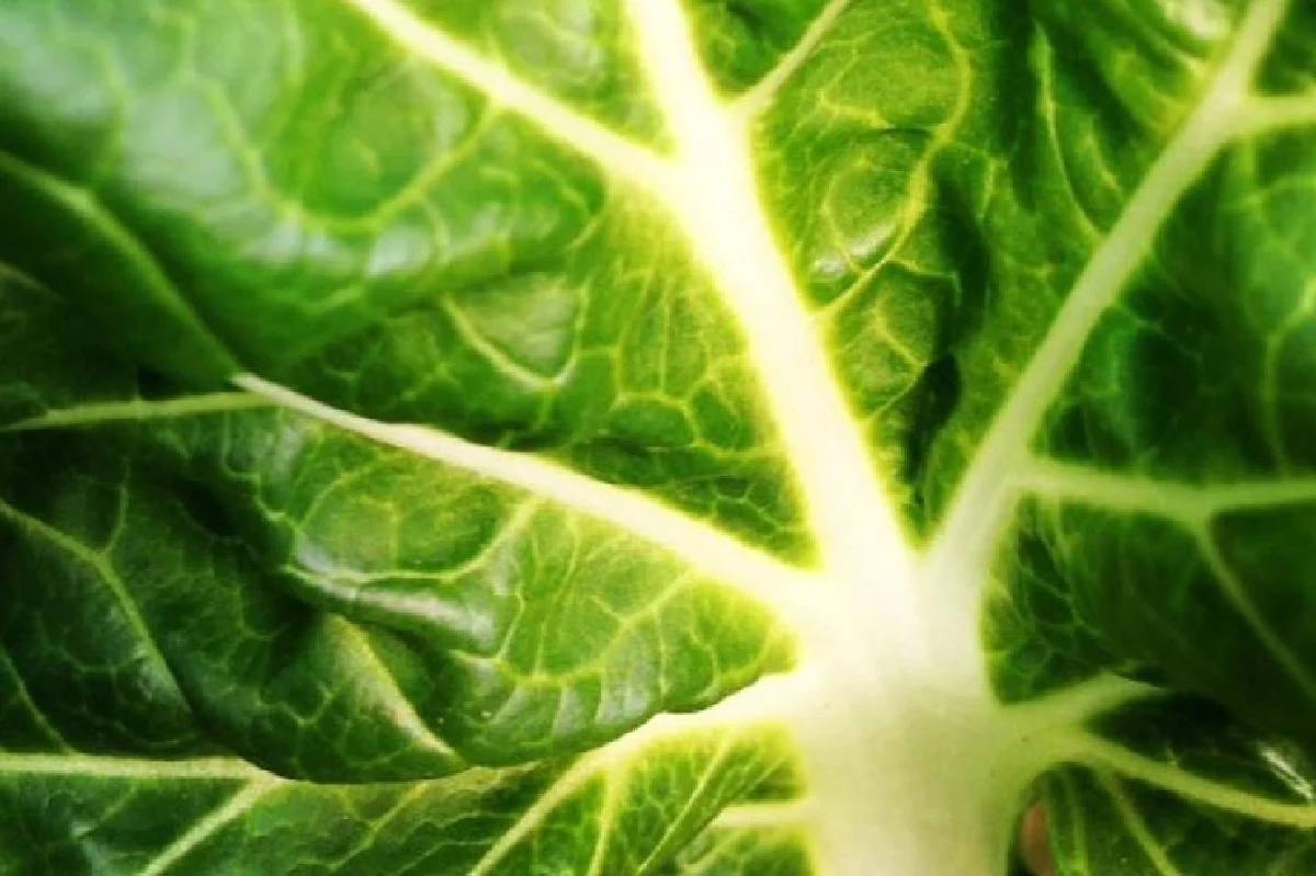 เคยถามตัวเองหรือไม่ว่า ทุกวันนี้กินผัก-ผลไม้ มีสารพิษที่ตกค้างในตัวคุณบ้างไหม!