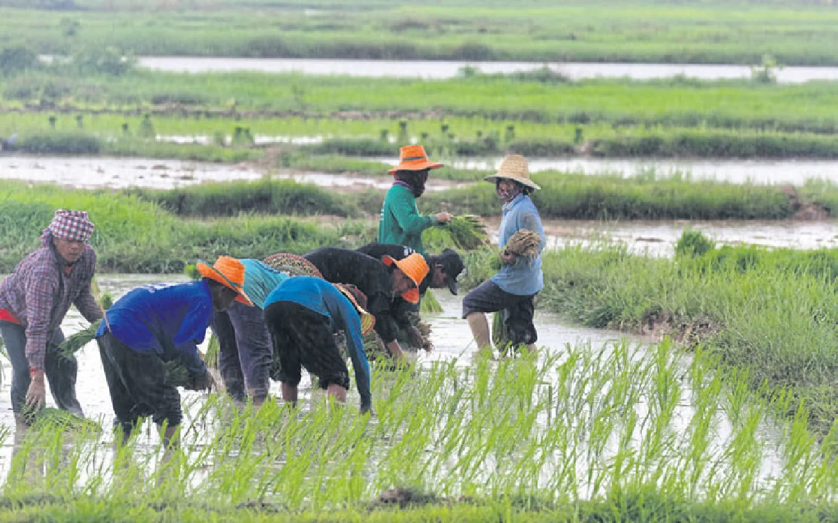 ข้าว พิธีกรรม ยุคอุตสาหกรรม