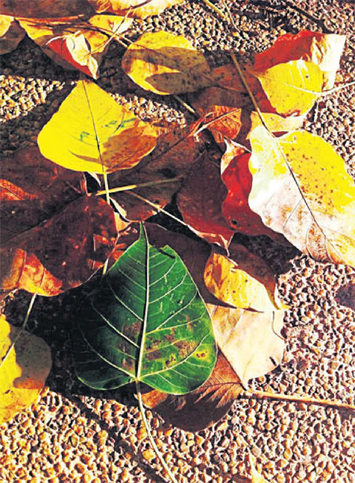 ต่างฤดูกาล