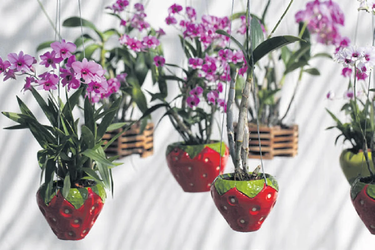 สวนแขวน... สวนสวยริมชายคา