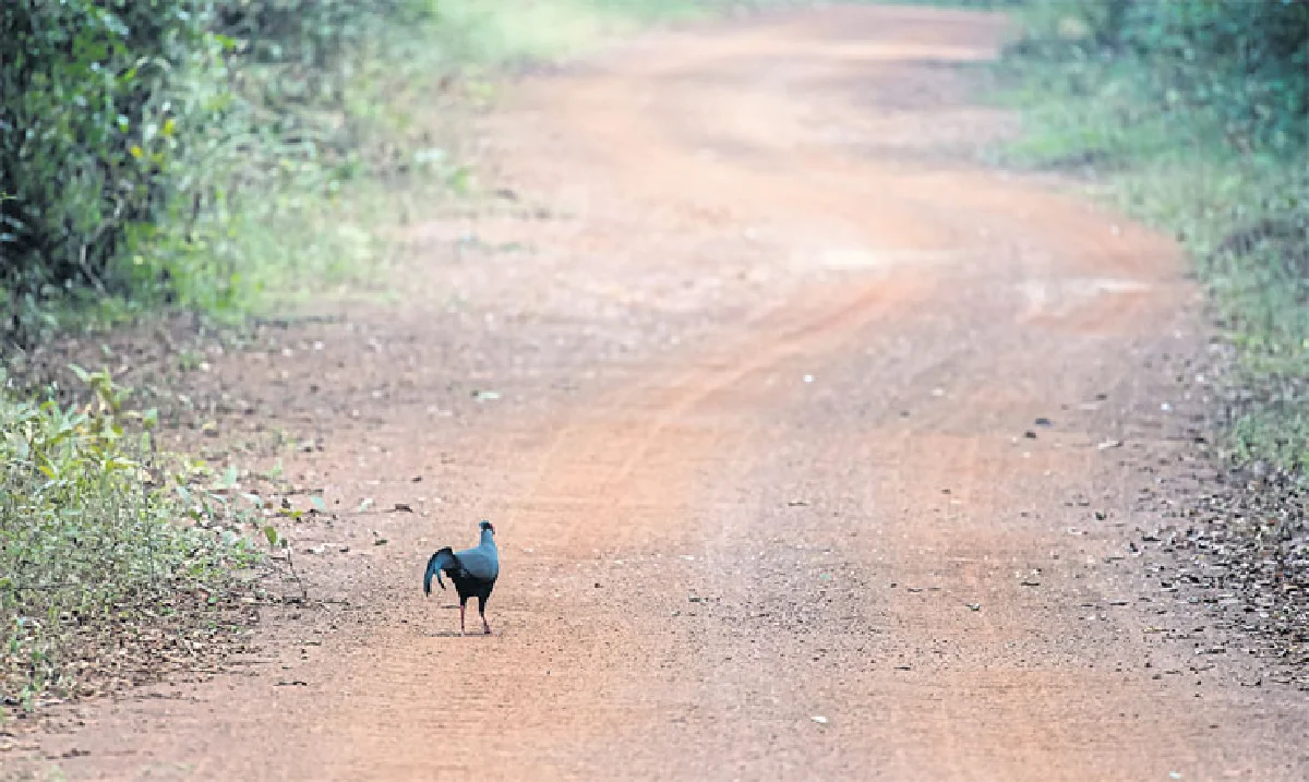 ‘ไก่ฟ้าพญาลอ’ นกประจำชาติ