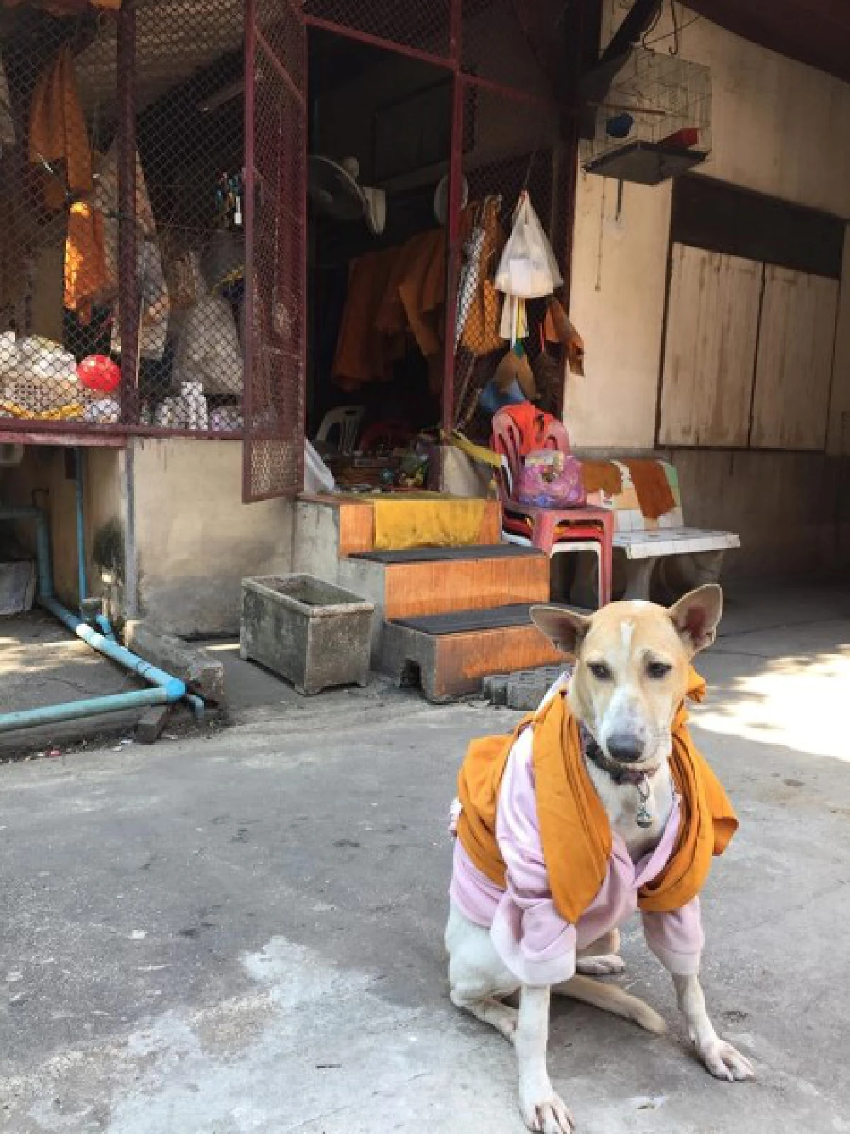 หนาวนี้...ขอความอบอุ่นให้ "คนไร้บ้าน-หมาจรจัด"