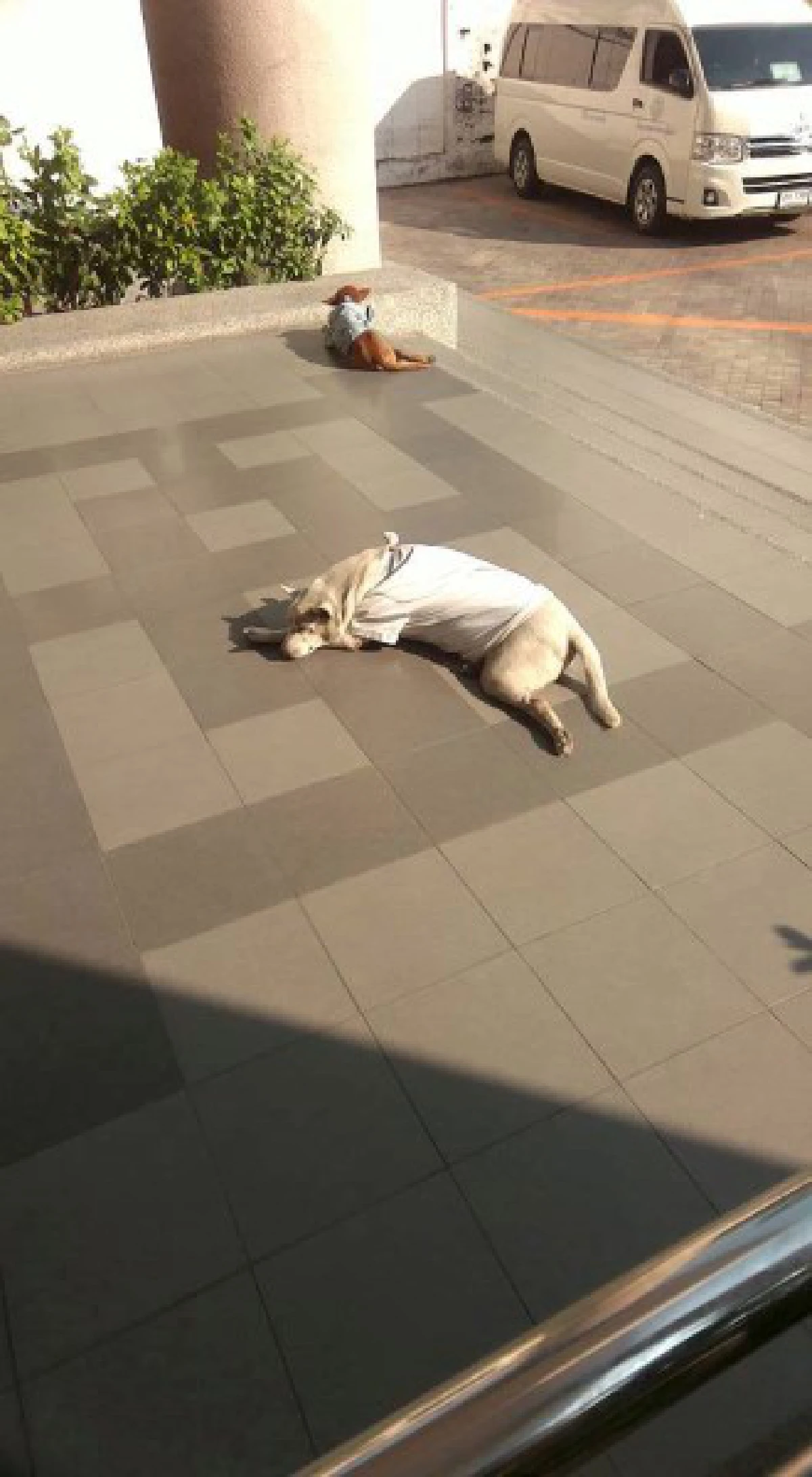 หนาวนี้...ขอความอบอุ่นให้ "คนไร้บ้าน-หมาจรจัด"