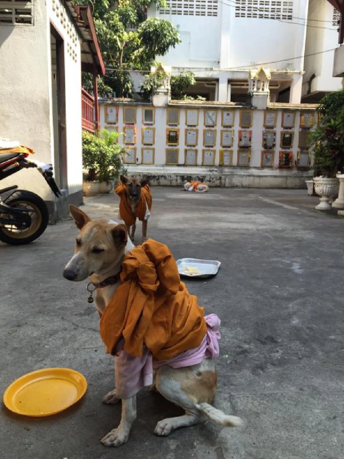 หนาวนี้...ขอความอบอุ่นให้ "คนไร้บ้าน-หมาจรจัด"