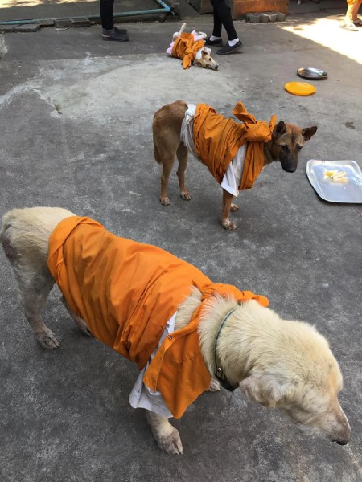 หนาวนี้...ขอความอบอุ่นให้ "คนไร้บ้าน-หมาจรจัด"